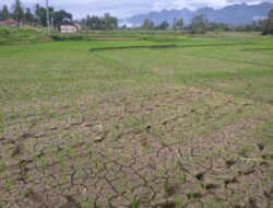 Puluhan Hektare Sawah di Lintau Kekeringan