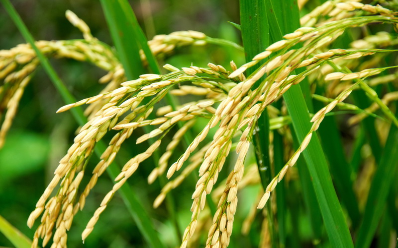 Ilustrasi Padi
