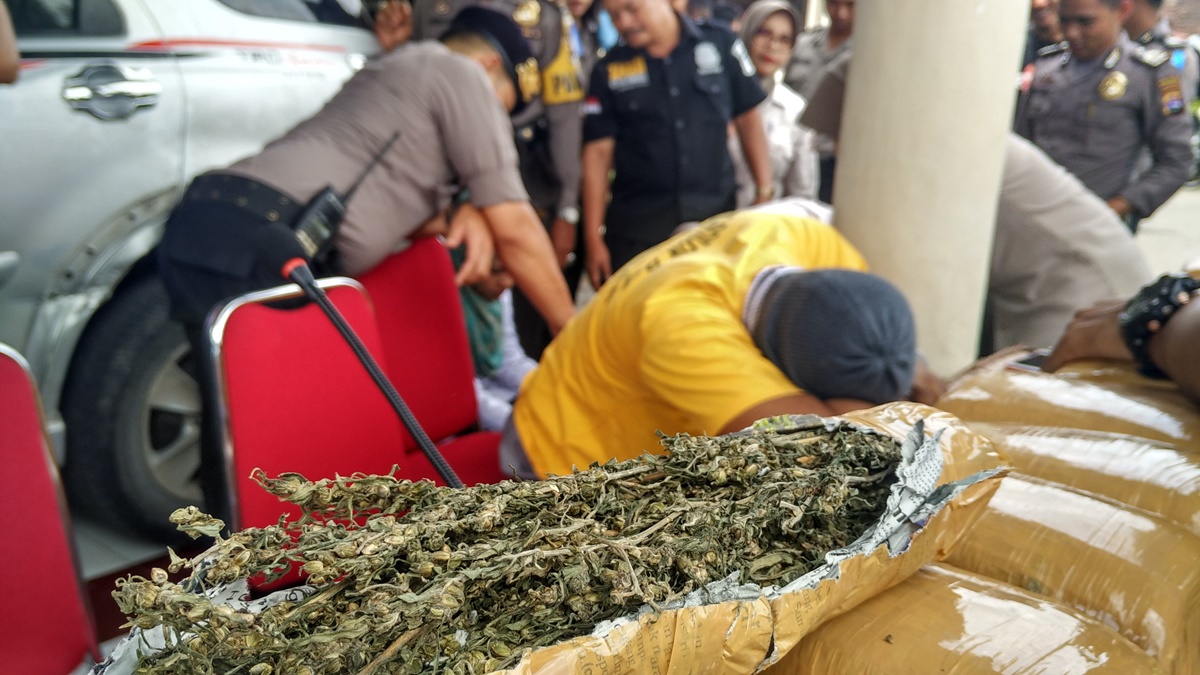 Barang bukti dan pelaku yang membawa 30 kilogram Ganja di Mapolres Solok Kota, Kamis (28/12/2017). Foto : Fernandez