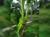 Fenonema pisang jenis 'mamban' bercabang dua milik Atriyaldi di Desa Sikapak Barat, Kecamatan Pariaman Utara, Kota Pariaman. Foto : Rizki Pratama