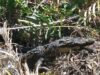 Penampakan buaya besar yang bersembunyi di wilayah perkebunan di Jorong Ujung Labuang Timur, Nagari Tiku Limo Jorong, Kecamatan Tanjung Mutiara, Kabupaten Agam. Foto : Istimewa