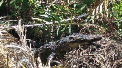 Buaya Sembunyi di Kebun Hebohkan Warga Jorong Labuang Timur Agam