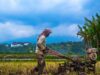 Petani di Kelurahan Gantiang, Kecamatan Padangpanjang Timur, Kota Padang Panjang tetap beraktifitas mengemburkan sawah, meskipun Gunung Marapi mengalami erupsi pukul 07.00, Rabu (2/5/2018). photo : Nadia Salami/Kabarsumbar.com