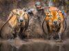 Pacu jawi, permainan tradisional khas Tanah Datar yang masuk dalam nominasi Atraksi Budaya Terpopuler pada API 2018. Foto : saribundo.biz