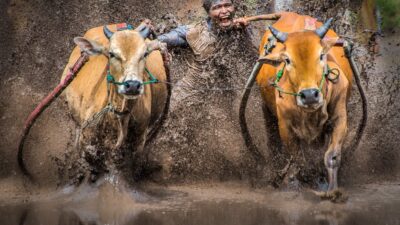 Dukung Pacu Jawi Jadi Atraksi Budaya Terpopuler Pada API 2018, Begini Caranya!
