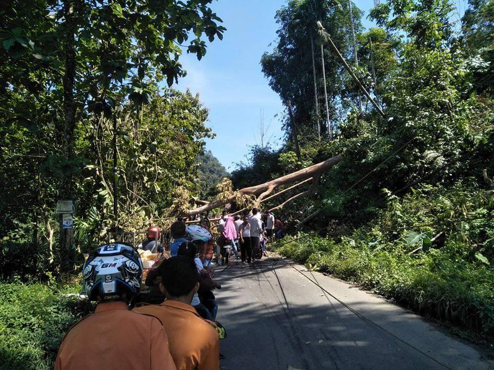 Pohon tumbang di Jalan Lembah Gunung Nagari Kajai, yang merupakan Jalan Lintas Simpang Empat (Ilustrasi-Dokumen 2017)