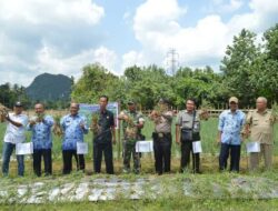 Sijunjung Berhasil Panen Perdana Bawang Merah