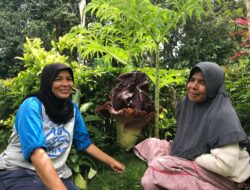 Ningsih Warga Tanah Datar Temukan Bunga Bangkai di Pekarangan Rumahnya