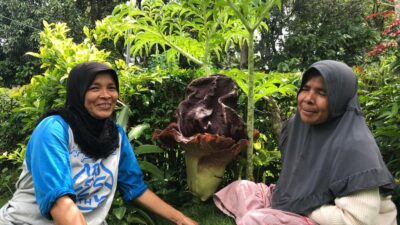 Ningsih Warga Tanah Datar Temukan Bunga Bangkai di Pekarangan Rumahnya