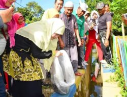 10.500 Bibit Ikan Nila Disemai di Drainase Pagang Dalam