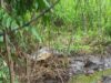 Buaya bertelur di muara sungai Tiku V, Jorong Ujung Labuang, Kabupaten Agam, Sumatera Barat. BKSDA Resor Agam