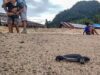 seorang anak melambaikan tangan saat melepas tukik di pantai Sungai Pinang, Koto XI Tarusan, Pesisir Selatan/ IG @tanharimage