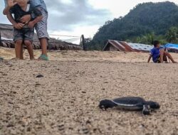 Anak Lepasliarkan Tukik dan Bersih Sampah Sambut Tahun Baru