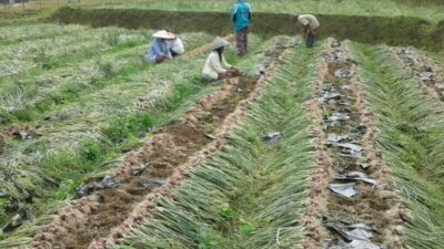 Perdana Di Sumbar, Petani Agam Mampu Hasilkan 48 Ton Bawang/Ha