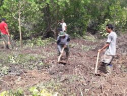 Satgas TMMD ke-104 Kodim 0319/Mentawai Tanami Pohon Mangrove di Pesisir Pantai