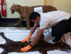 Polda Sumbar Ungkap Sindikat Penjual Kulit Harimau Sumatera