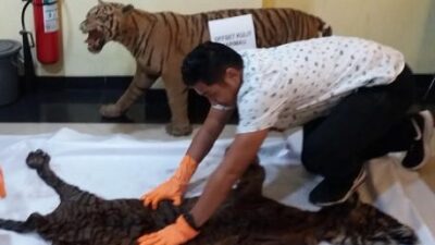 Polda Sumbar Ungkap Sindikat Penjual Kulit Harimau Sumatera