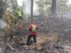 Kebakaran lahan hutan pinus di Bukit Pinang Gadiang, Jorong Rajo Dani, Nagari Padang Ganting, Kabupaten Tanah Datar. Foto : Istimewa