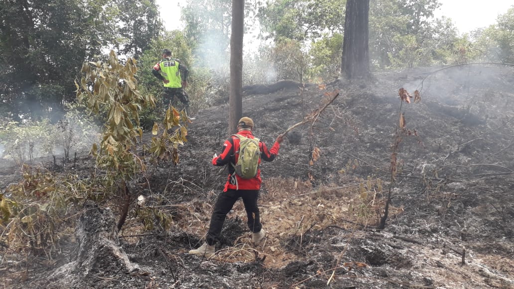 Kebakaran lahan hutan pinus di Bukit Pinang Gadiang, Jorong Rajo Dani, Nagari Padang Ganting, Kabupaten Tanah Datar. Foto : Istimewa