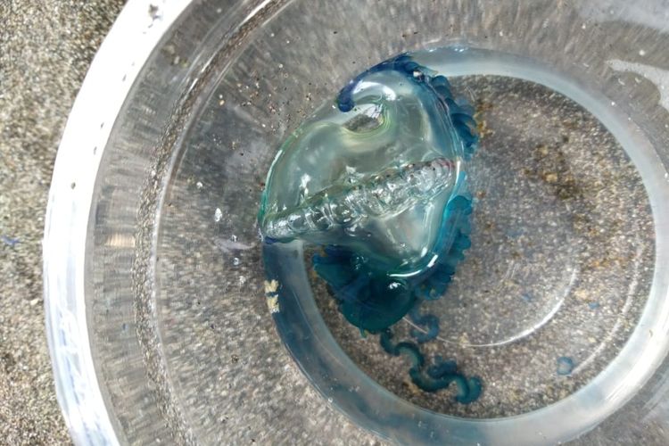 Ubur-ubur diduga jenis bluebotle yang ditemukan di Pantai Kebumen dan Cilacap, Jawa Tengah. Dokumen Basarnas Pos SAR Cilacap.