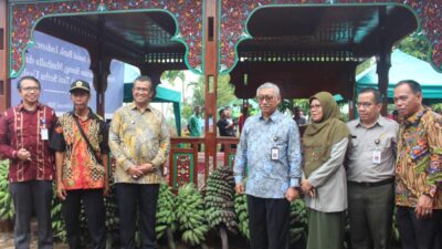 Pisang Kepok Tanjung Selayo Akan Rambah Market Internasional