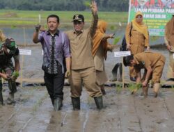 Pekan Nasional Tani Ke-XVI, Kota Solok Tanam Padi Varietas Anak Daro