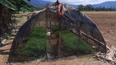 Jelang Penas Tani, Lahan Gala Teknologi Mulai Ditanami