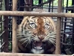 Harimau Sumatra Berhasil Diamankan Warga