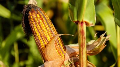 Nuzirwan Dorong Petani Pessel Olah Jagung Jadi Penganan