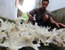 ‘Sarang Burung Walet’ Menjadi Peluang Usaha Yang Menjanjikan di Siberut Selatan