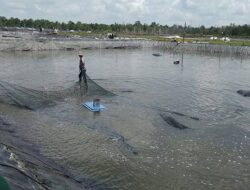 Meminimalisir Pencemaran Lingkungan, Desa Sioban Bangun Tambak Udang dan Kepiting