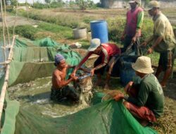 Petani Agam Gunakan Hama Padi Sebagai Pakan Lele ?