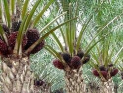 Harga Komoditas Perkebunan di Pessel Mulai Merangkak Naik