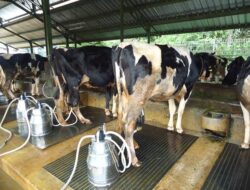 Pemko Padang Panjang Bakal Bagikan Susu Segar Untuk 1.881 Santri