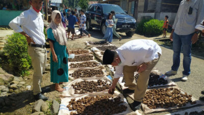 Perjuangkan Petani Gambir, Nasrul Abit : Kami Perjuangkan Harga