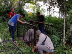 Tiga Kasus Konflik Satwa Liar Agam dalam Satu Pekan