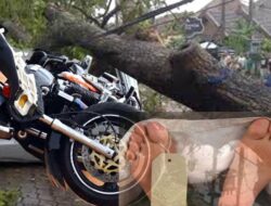 Tertimpa Patahan Pohon, Satu Orang Pengendara Motor Tewas di Sitinjau Lauik