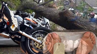 Tertimpa Patahan Pohon, Satu Orang Pengendara Motor Tewas di Sitinjau Lauik