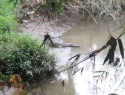 Buaya Berukuran 4 Meter Terlihat di Tepi Sungai Bungus Teluk Kabung Padang