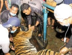 Harimau Sumatera Berhasil Diamankan Petugas BKSDA di Aceh