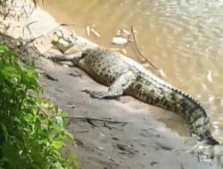 Gegerkan Warga Bungus, Seekor Buaya Besar Muncul di Tepi Sungai