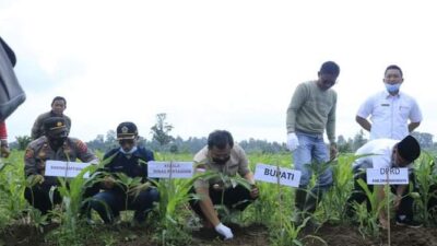 Punya Nilai Ekonomi Tinggi, Bupati Dharmasraya Ajak Petani Budidaya Porang