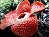 Rafflesia Tuan Mudae. Foto : Liputan6