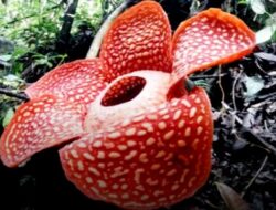 Bunga Langka Rafflesia Tuan-Mudae Tumbuh di Maninjau