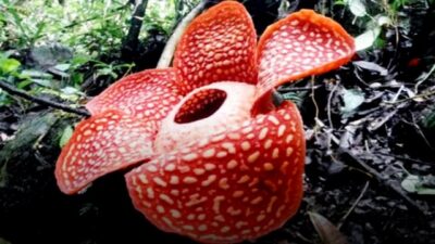 Bunga Langka Rafflesia Tuan-Mudae Tumbuh di Maninjau