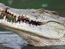 Hilang Saat Wudhu, Warga Pasaman Diduga Diterkam Buaya