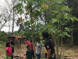 Satgas TMMD 110/ Kodim 1201 Bantu Warga Petik Pepaya