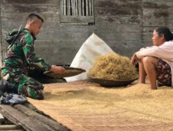 Anggota Satgas TMMD 110/ Kodim 1201 Bantu Warga Rontokan Padi