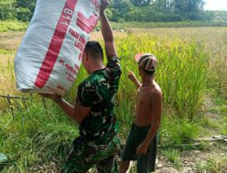 Anggota Satgas TMMD 110/ Kodim 1201 Bantu Warga Angkat Padi