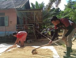 Pendekatan ke Masyarakat, Anggota Satgas TMMD Kodim 1201 Bantu Jemur Padi